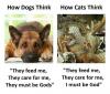 Topvicc: dogs vs cats