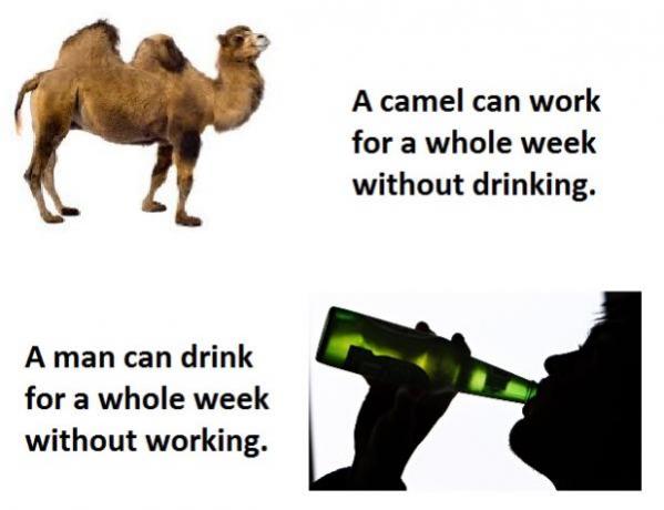 Topvicc: camel_human
