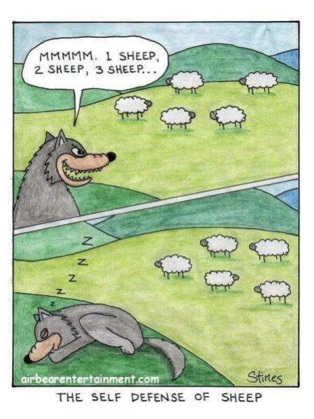 Topvicc: sheep