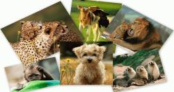 animal breeding jelentese magyarul