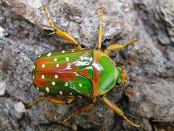 beetle away jelentese magyarul
