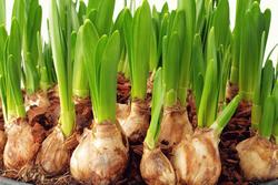 bulb onion jelentese magyarul