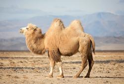 camel jelentese magyarul