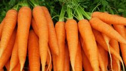 carrots jelentese magyarul
