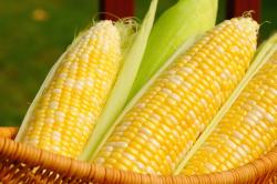 corn on the cob jelentese magyarul