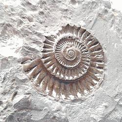 fossil jelentese magyarul
