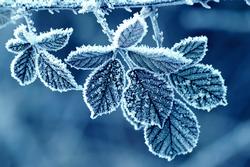 frost flower jelentese magyarul