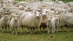 herd of cattle jelentese magyarul