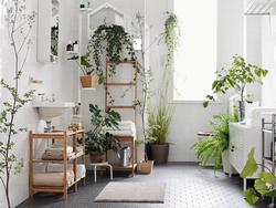 indoor house plant jelentese magyarul