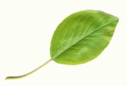 leaf of grass jelentese magyarul