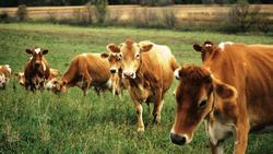 livestock breeding jelentese magyarul