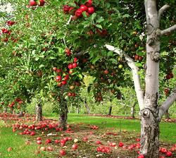 orchard jelentese magyarul