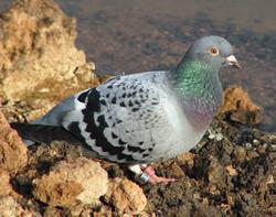 pigeon jelentese magyarul