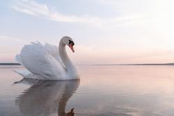 swan jelentese magyarul