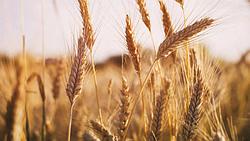 wheat ear jelentese magyarul