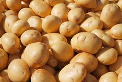 krumpli angolul